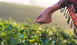 CropLife India вимагає 5-річного захисту даних, попереджаючи про звуження мож...